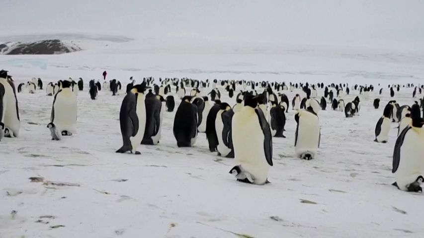 Tučňáci císařští jsou už ohroženým druhem, oznámili Američané